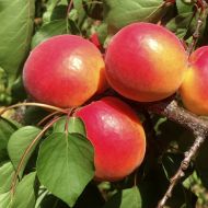 Саженец Абрикос Меджик Кот в контейнере